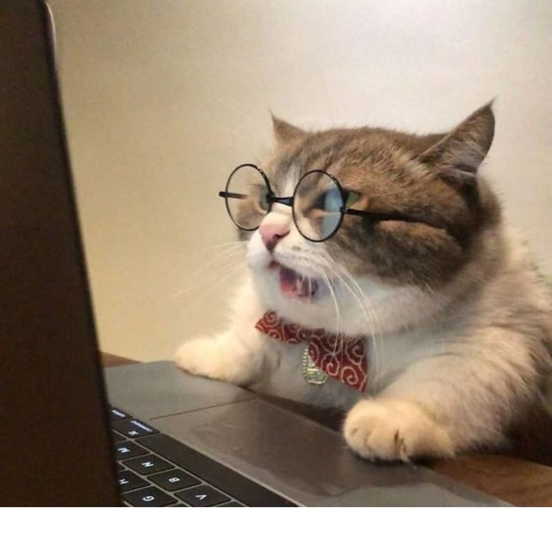 meme học bài