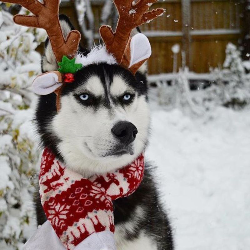 meme chó husky noel