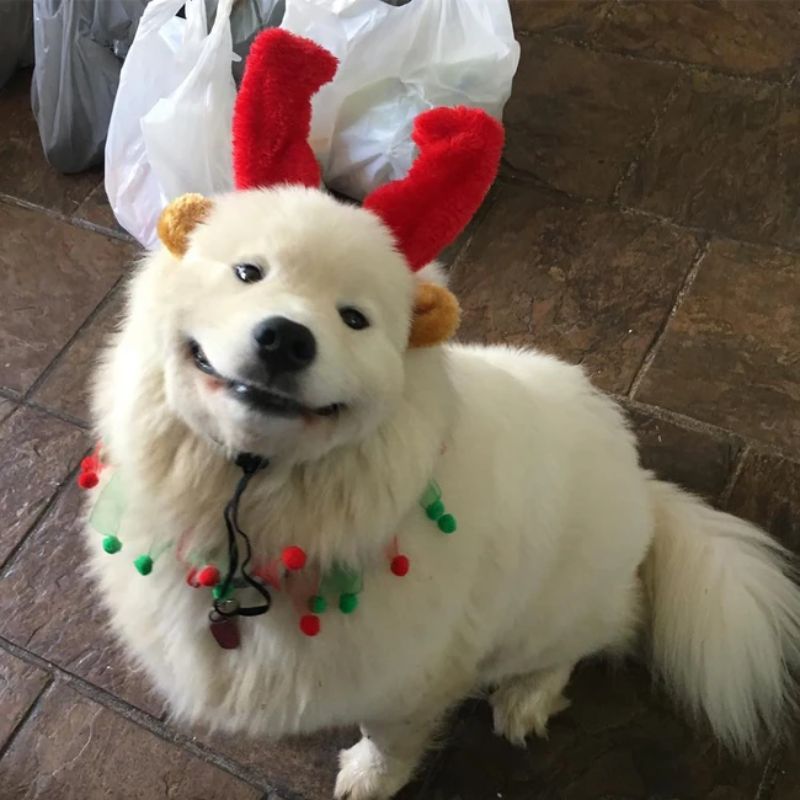 meme noel