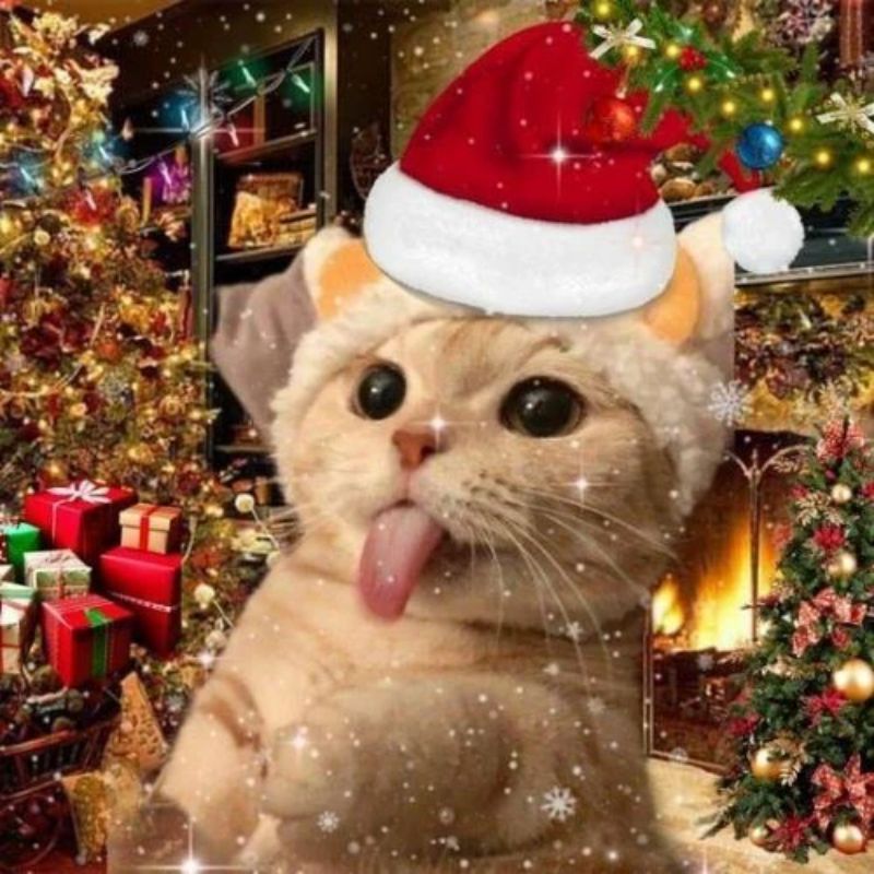 meme mèo noel siêu cute