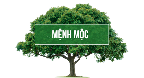 Mệnh mộc đeo nhẫn ngón nào? Bí quyết chọn nhẫn hợp mệnh