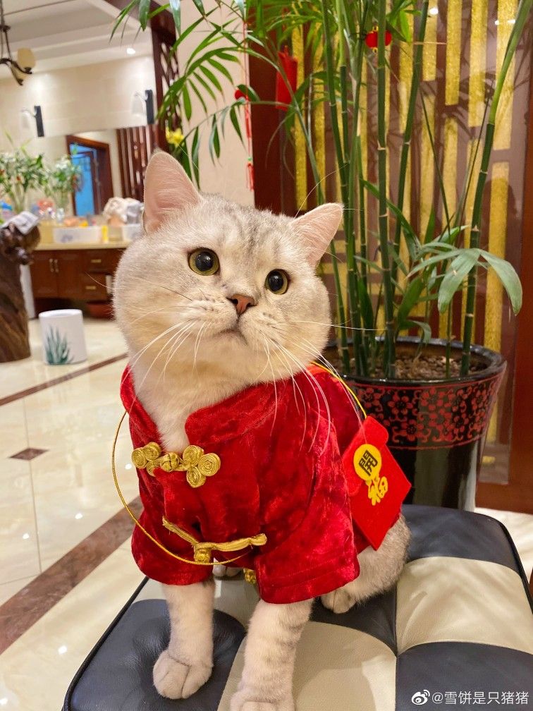 Mèo Tết meme