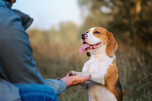 beagle shaking trainer
