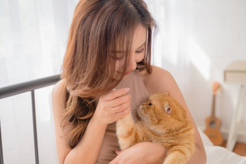 cat playing in parent