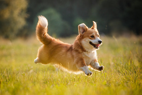 corgi running heckin
