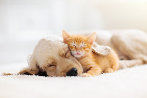 dog and cat being frens