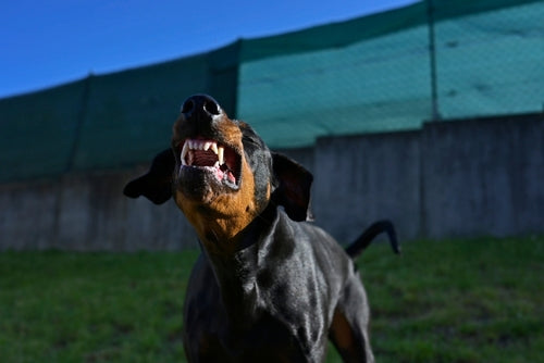 doberman boofing
