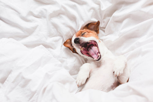 dog yawning with its puppersnup