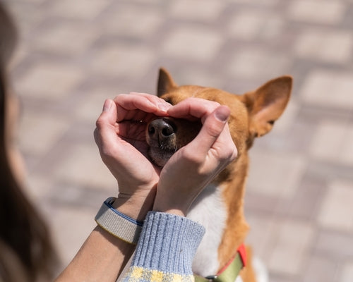 heart shaped hands around dog