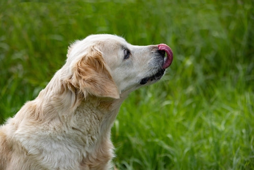 golden retriever licking snoot