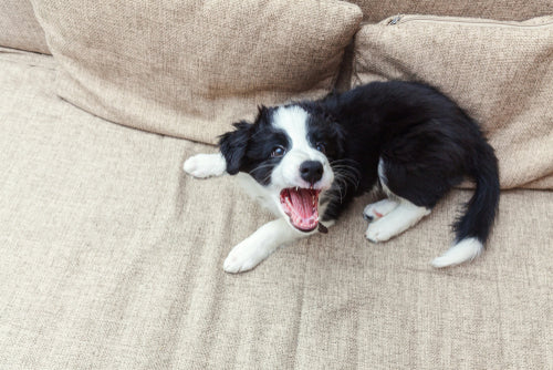 puppy borking