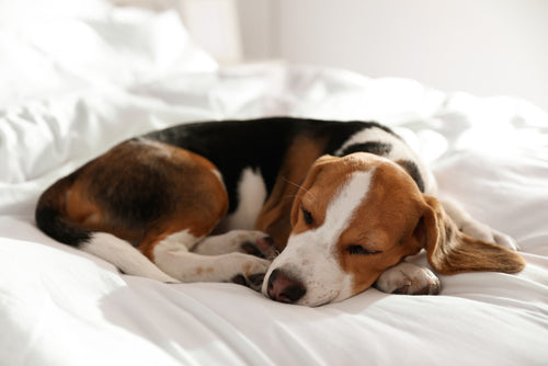Doggo Lingo: The Pet Parent's Dictionary