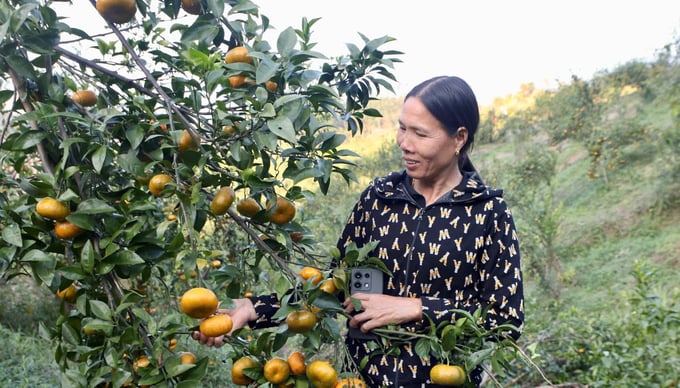 Những chùm cam trĩu quả. Ảnh: Thanh Phương.