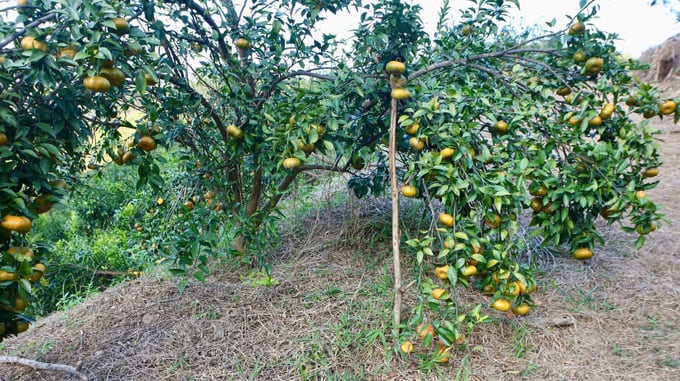 Mùa cam chín, mùa của những niềm vui