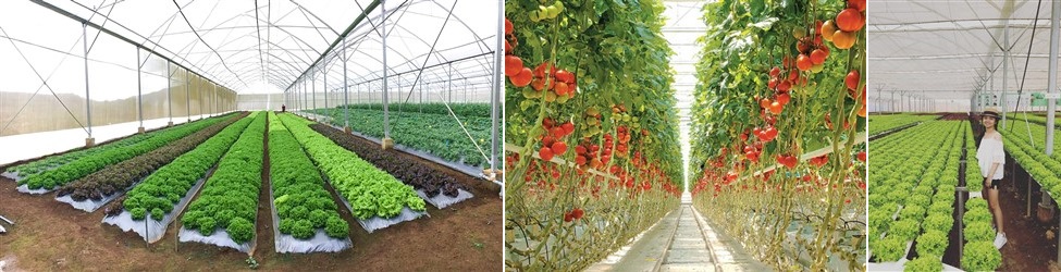 nông trại rau sạch măng đen