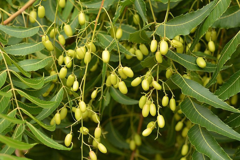 ️ Vị thuốc Xoan nhừ