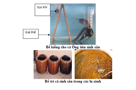 Các bước cần chuẩn bị cho cá Ông Tiên sinh sản