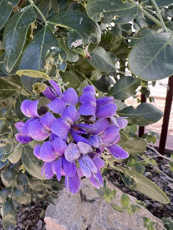 ROCK ROSE