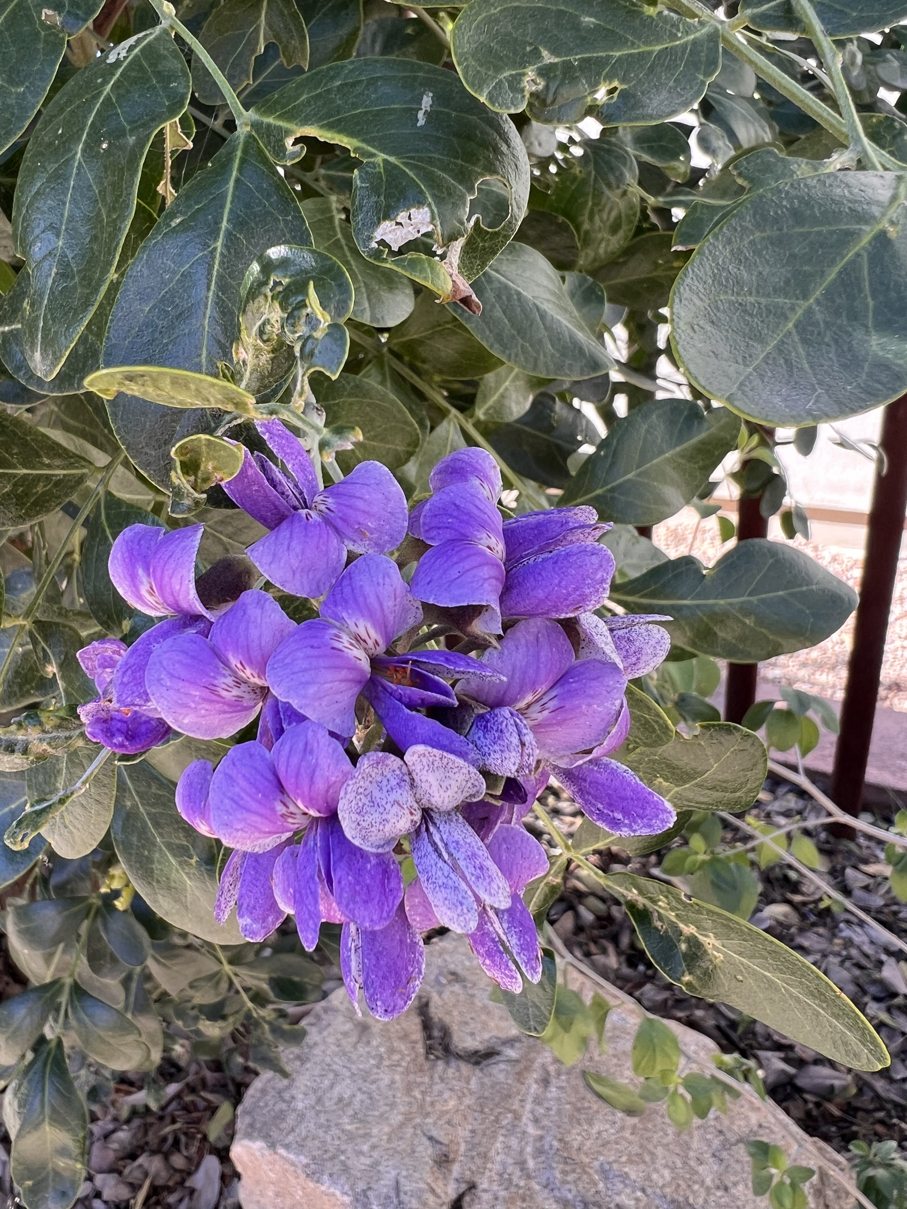 ROCK ROSE