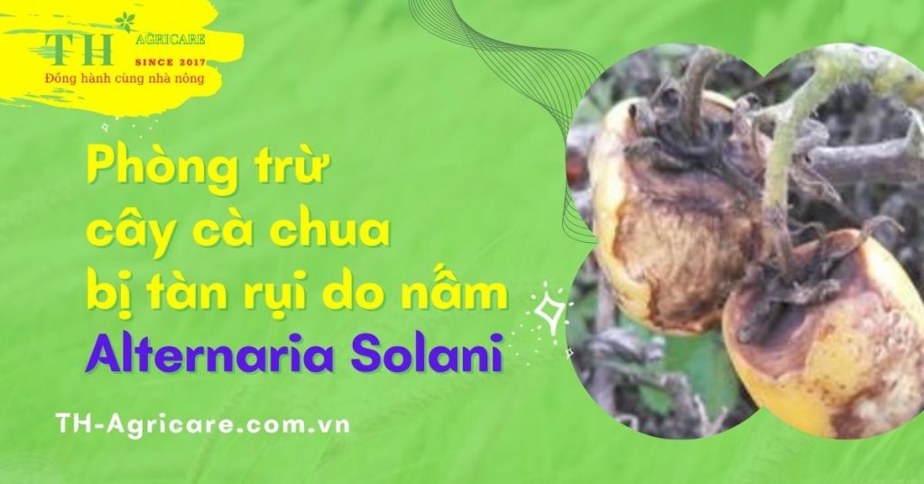 Bệnh Tàn Rụi Lá – Quả Rụng Sớm Trên Cây Cà Chua, Khoai Tây