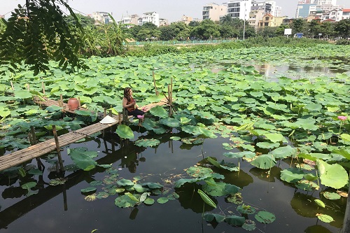 sen hồ tây