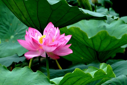 Thị trường