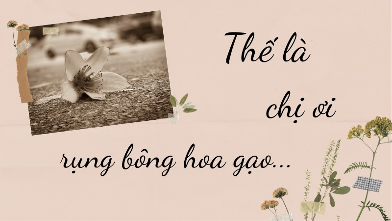 Thế là chị ơi rụng bông hoa&nbsp;gạo…