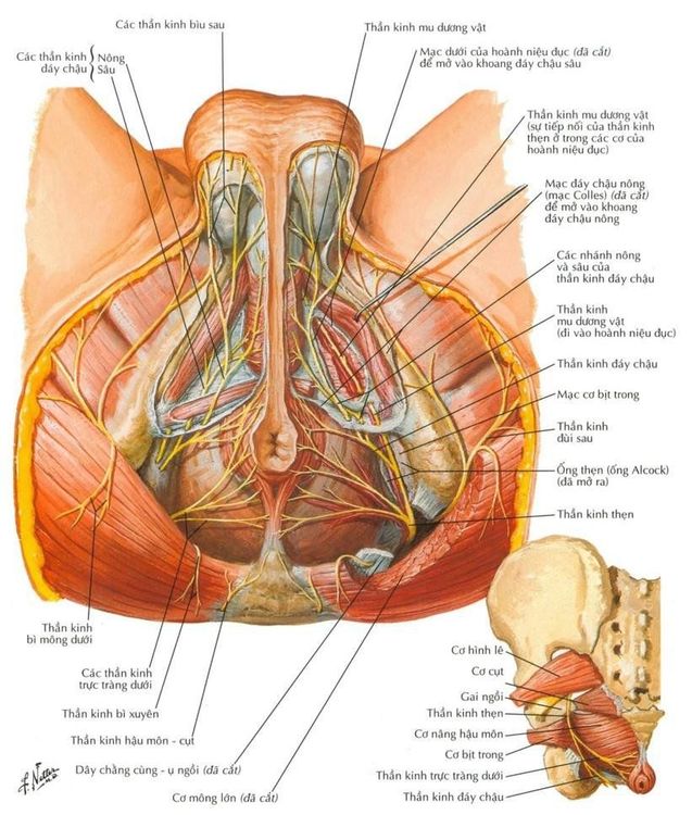 Vị trí của dây thần kinh thẹn trên hình ảnh giải phẫu