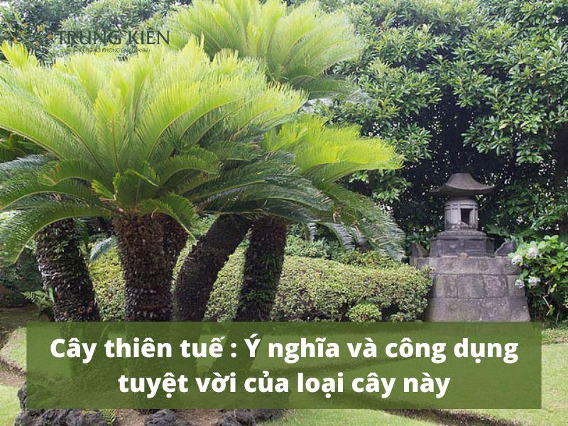 Cây thiên tuế : Ý nghĩa và công dụng tuyệt vời của loại cây này