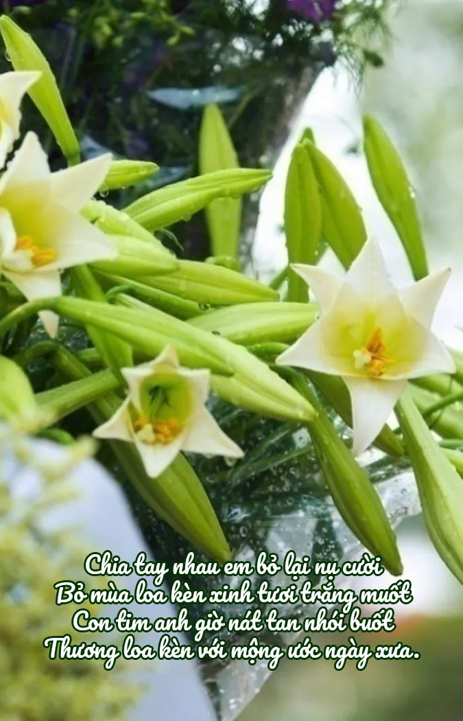 chum-24-bai-tho-ve-hoa-loa-ken-thang-4-mong-manh-va-tinh-khoi-voh-3