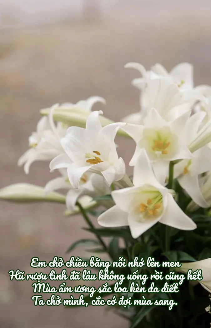 chum-24-bai-tho-ve-hoa-loa-ken-thang-4-mong-manh-va-tinh-khoi-voh-5