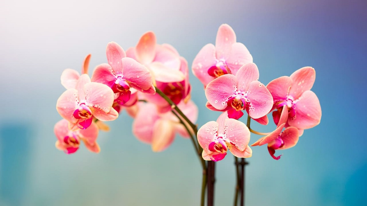 Bài thơ về hoa lan đầy kiêu sa