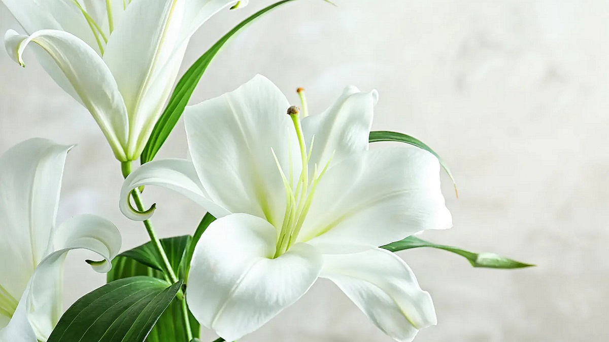 Các câu thơ về hoa loa kèn hay