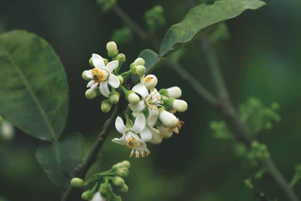 Nhành hoa bưởi với những nụ hoa trắng muốt đang chuẩn bị khoe sắc giữa tán lá xanh.