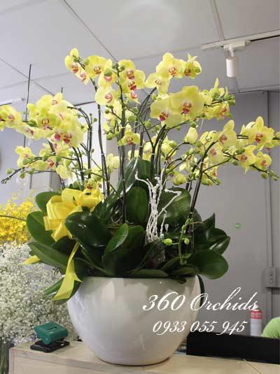 Top những bài thơ hay về hoa lan