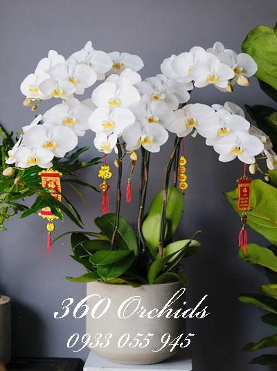 những bài thơ hay nhất về lan vũ nữ