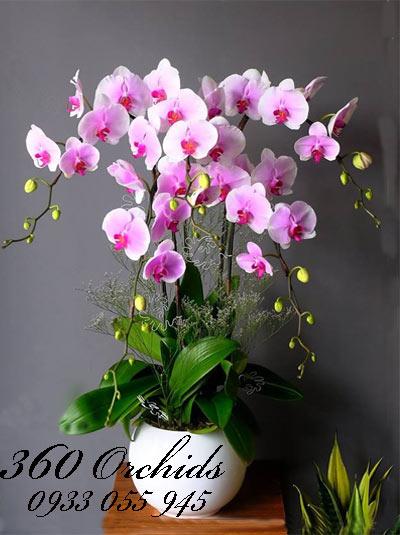 Top những bài thơ hay về lan hồ điệp