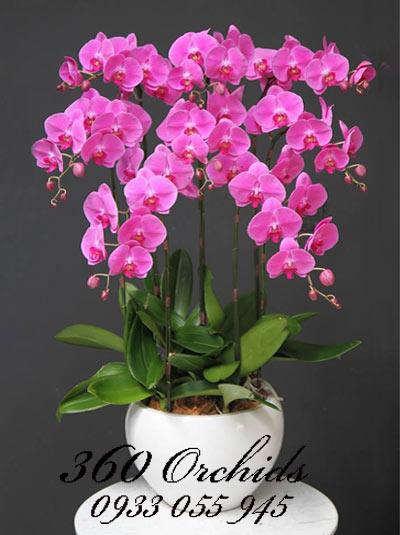Chậu lan hồ điệp trong từng câu thơ đầy cảm xúc