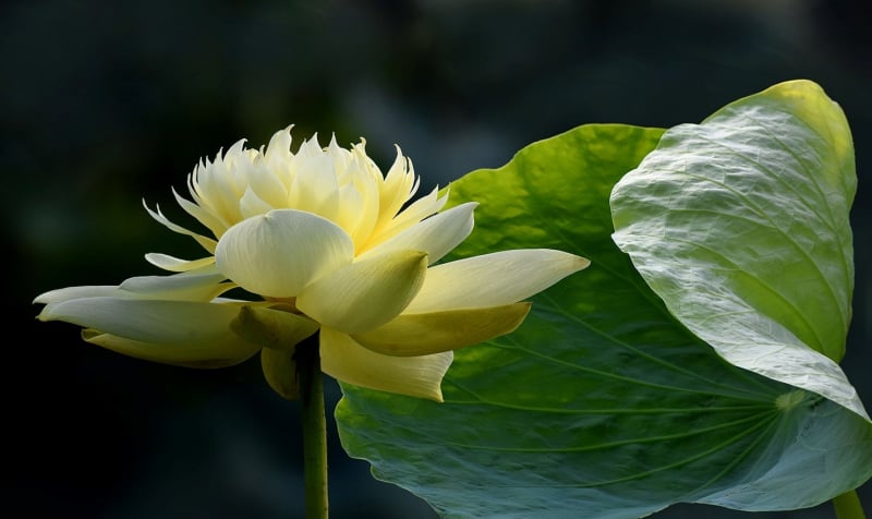 Những bài thơ hay về hoa sen trong Phật giáo