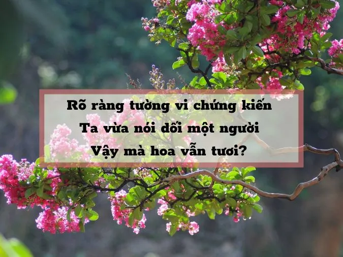 Top 20 bài thơ về hoa tường vi hay nhất 2