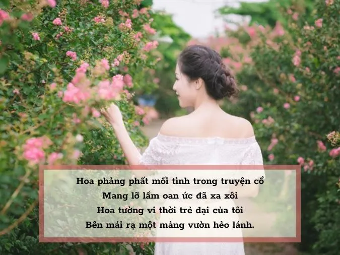 Top 20 bài thơ về hoa tường vi hay nhất 4