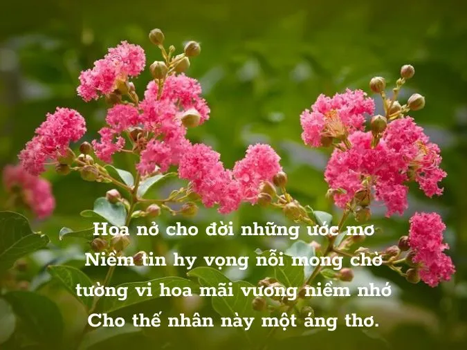 Top 20 bài thơ về hoa tường vi hay nhất 5