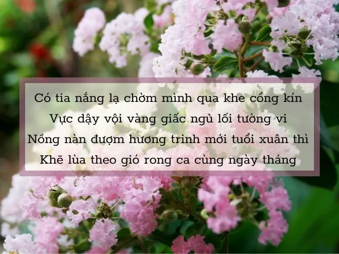Top 20 bài thơ về hoa tường vi hay nhất 6