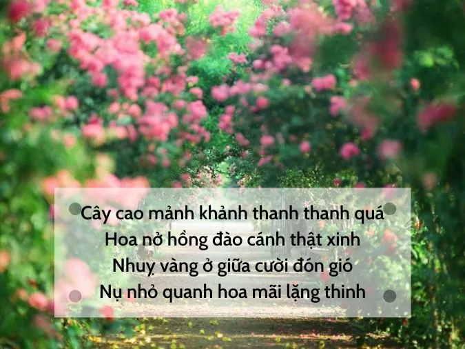 Top 20 bài thơ về hoa tường vi hay nhất 7