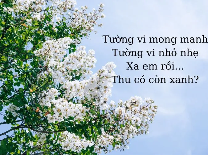 20 bài thơ về hoa tường vi ngắn gọn ý nghĩa nhất