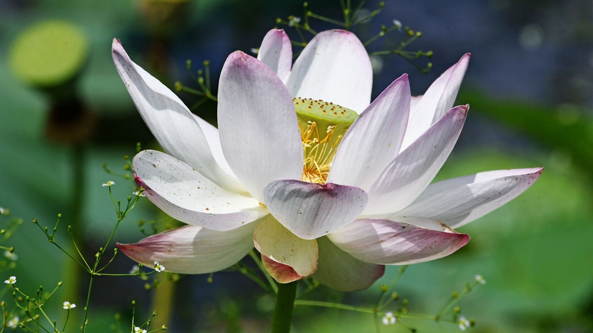 Các câu thơ về hoa sen đầy ý nghĩa