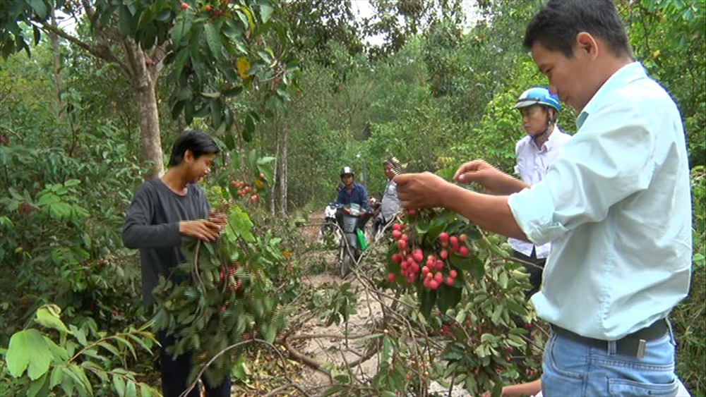 “Săn” trái trường Bảy Núi