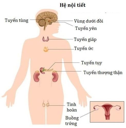 Hình ảnh hệ nội tiết con người