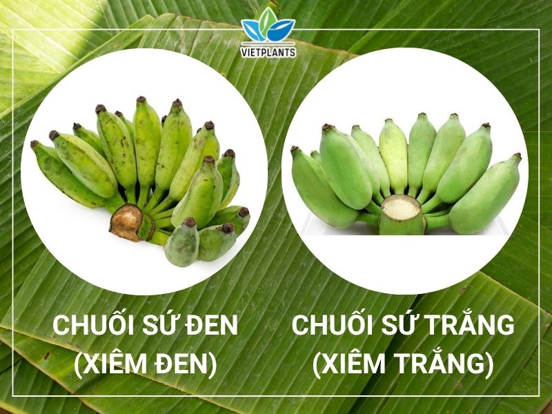 Phan biet chuoi xiem den xiem trang