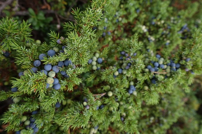 Quả bách xù (Juniper berry) là gì? Tác dụng sức khỏe của quả bách xù
